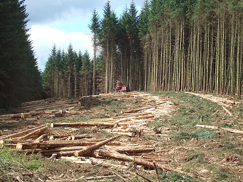 Forestry in the United Kingdom